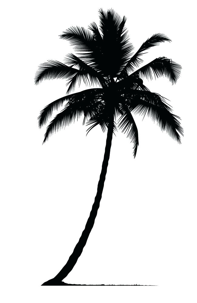 650x998 Palm Tree Vector Free Silhouette Stock Icon Anjie