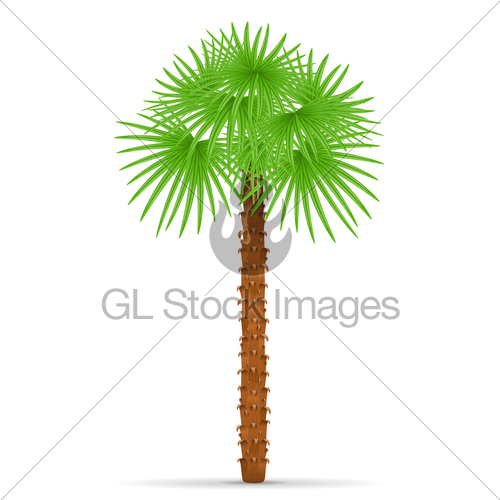500x500 Palm Tree Vector Illustration Gl Stock Images