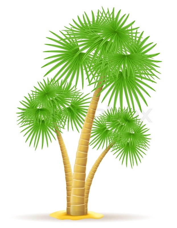 622x800 Palm Tree Vector Illustration Isolated Stock Vector Colourbox