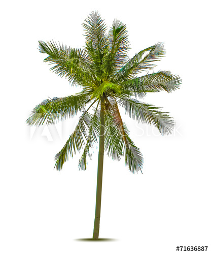 416x500 Palm Tree Vector Illustration