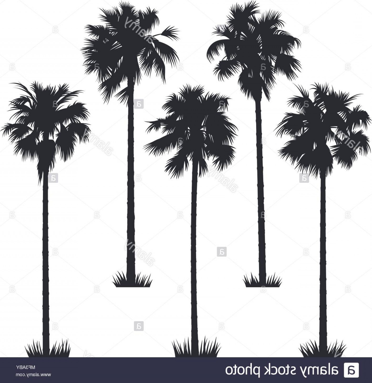 1560x1606 Palmetto Tree Vector Geekchicpro