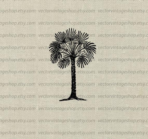 570x536 Palmetto Tree Vector Instant Download Clip Art Tropical Palm Etsy