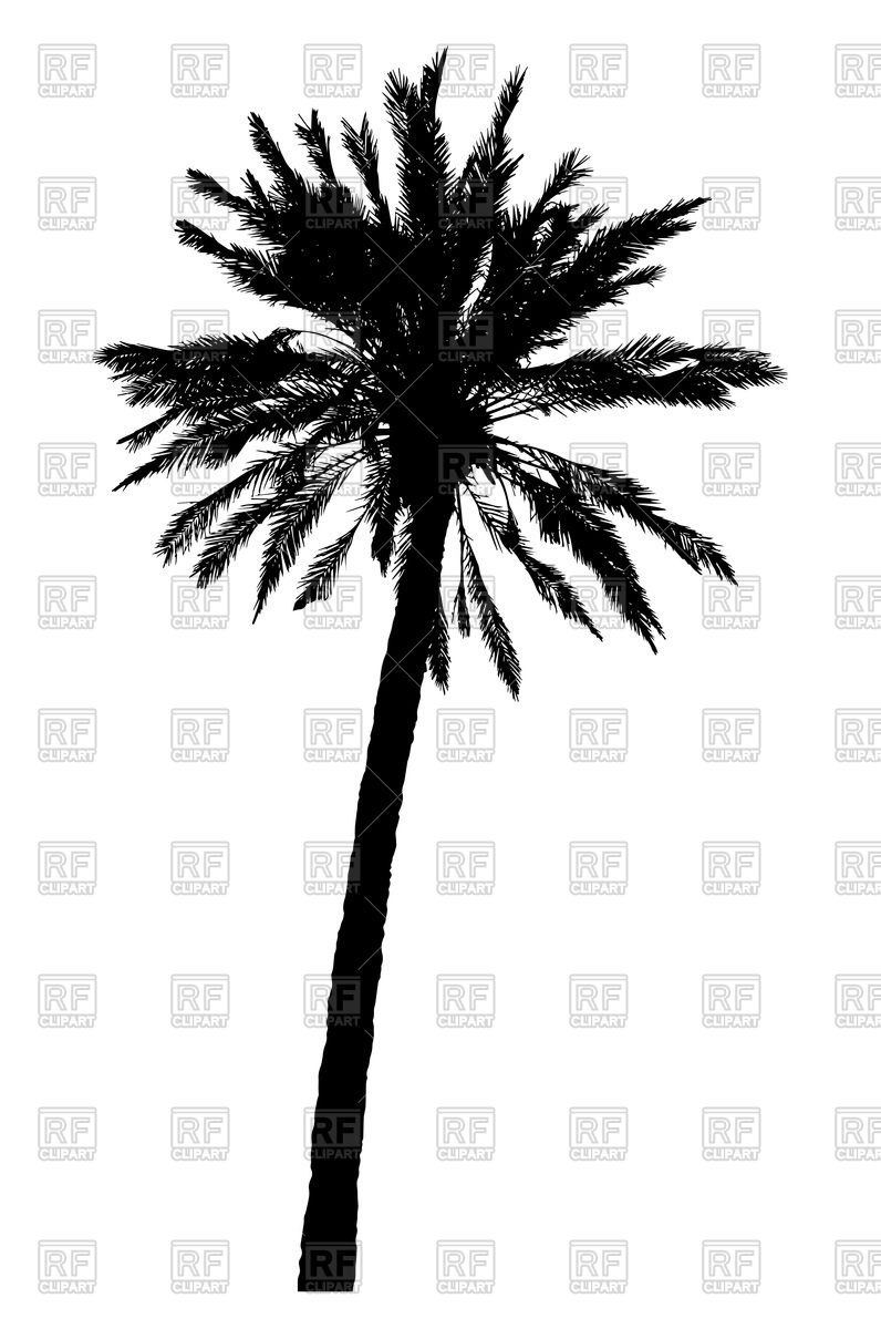 796x1200 Silhouette Of Realistic Palm Tree Vector Image Of Plants