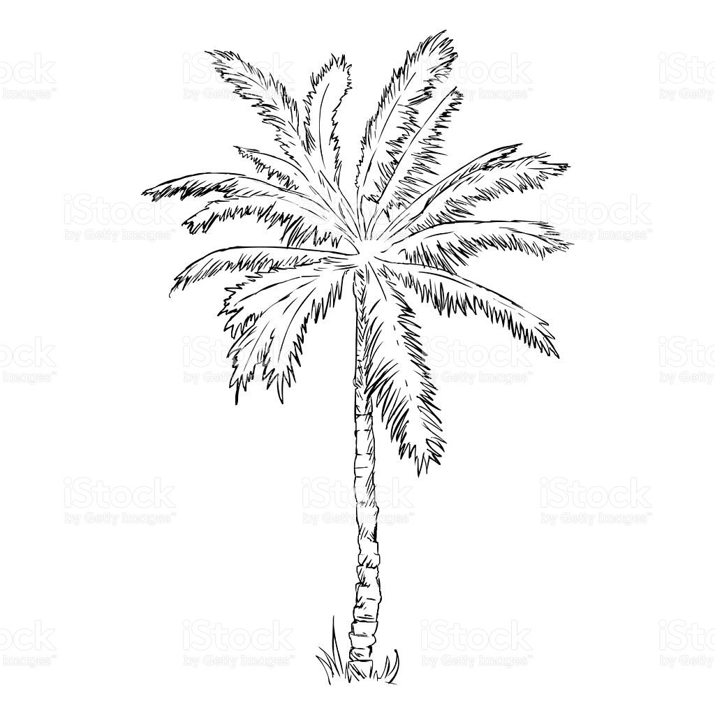 1024x1024 Vector Single Sketch Palm Tree Stock Illustration