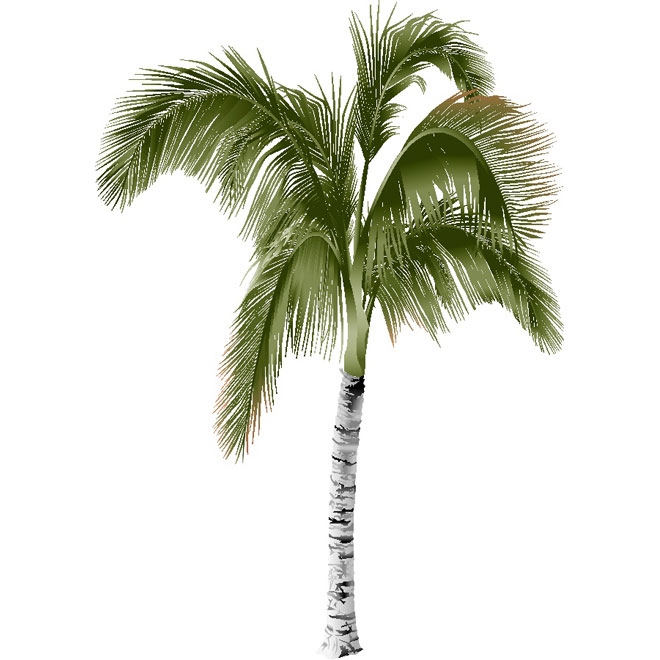 660x660 Palm Tree Vector Images
