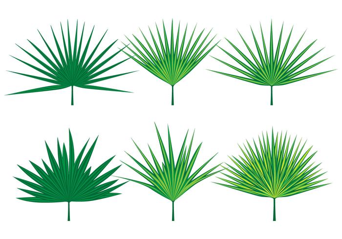 700x490 Palmetto Leaves Vectors