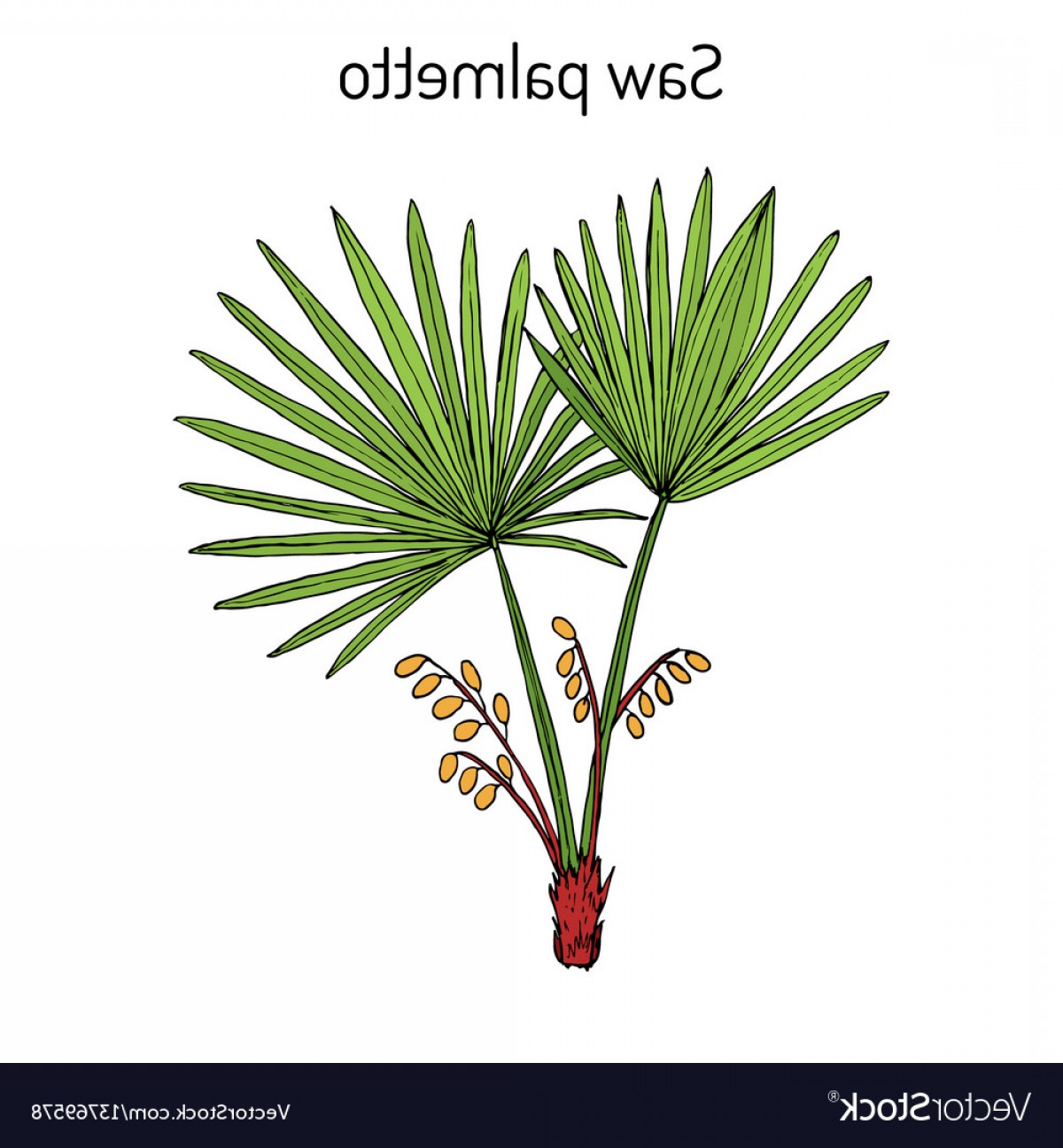 1200x1296 Palmetto Tree Vector Geekchicpro
