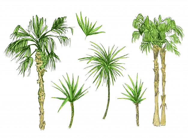 626x458 Palmetto Vectors, Photos And Free Download