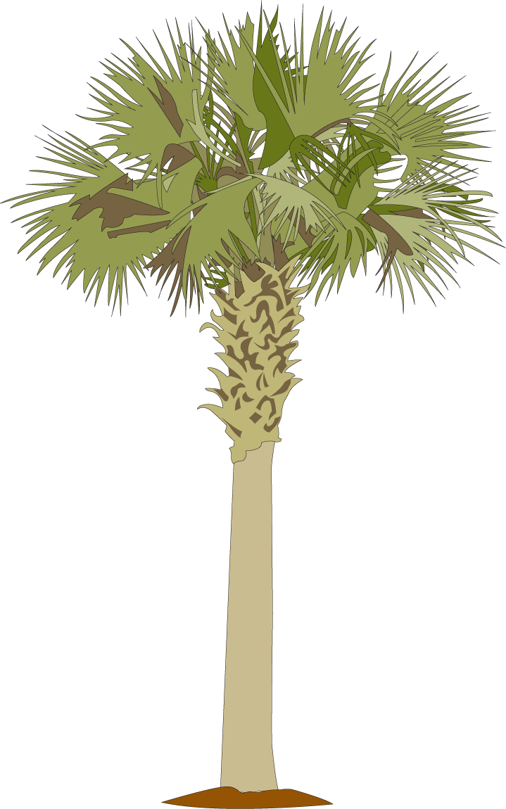719x1150 Palmetto Tree And Moon Picture Free Library