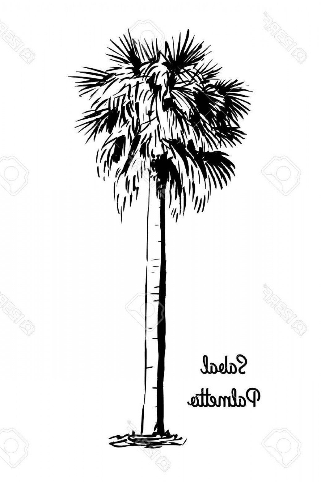 1039x1560 Photostock Illustration Vector Sketch Illustration Black