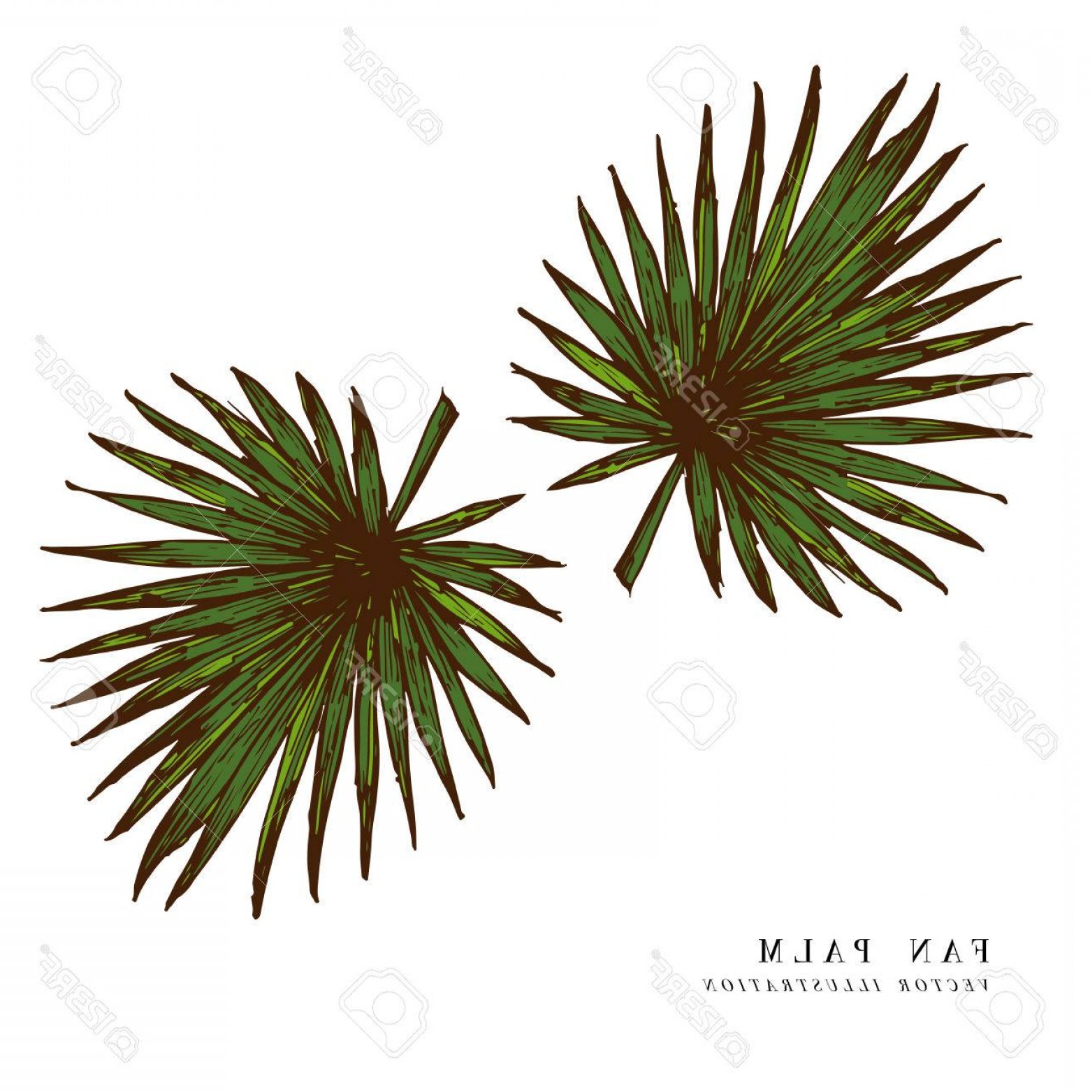 1560x1560 Photostock Vector Full Fresh Fan Shaped Leaf Of Palmetto Tree