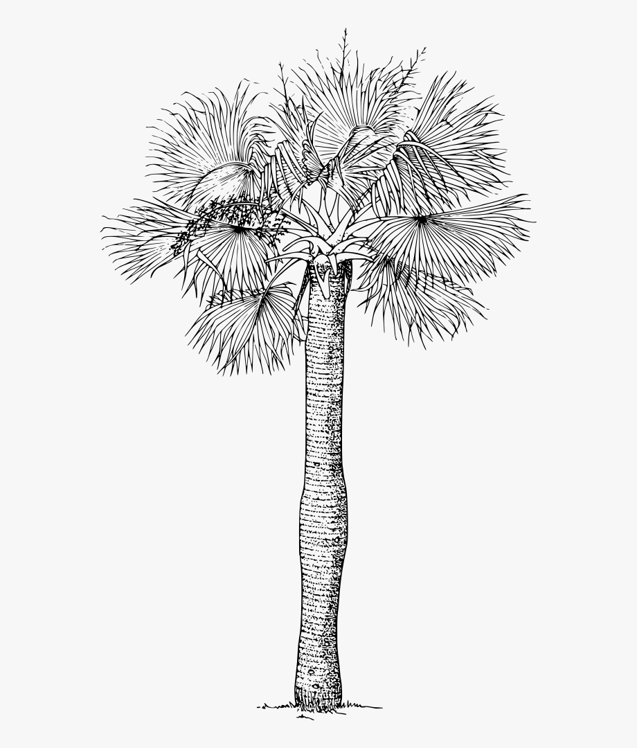 920x1080 Puerto Rican Hat Palm