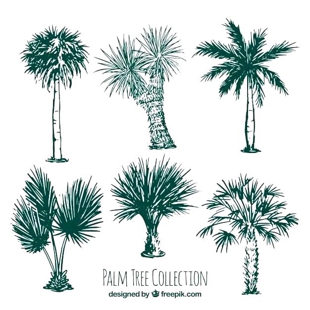 626x626 How To Draw A Palmetto Tree