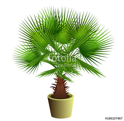 500x486 Fan Palm Tree