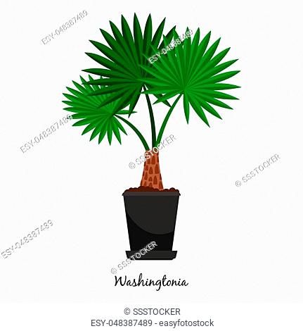431x470 Illustration Palmetto Tree Stock Photos And Images Age Fotostock