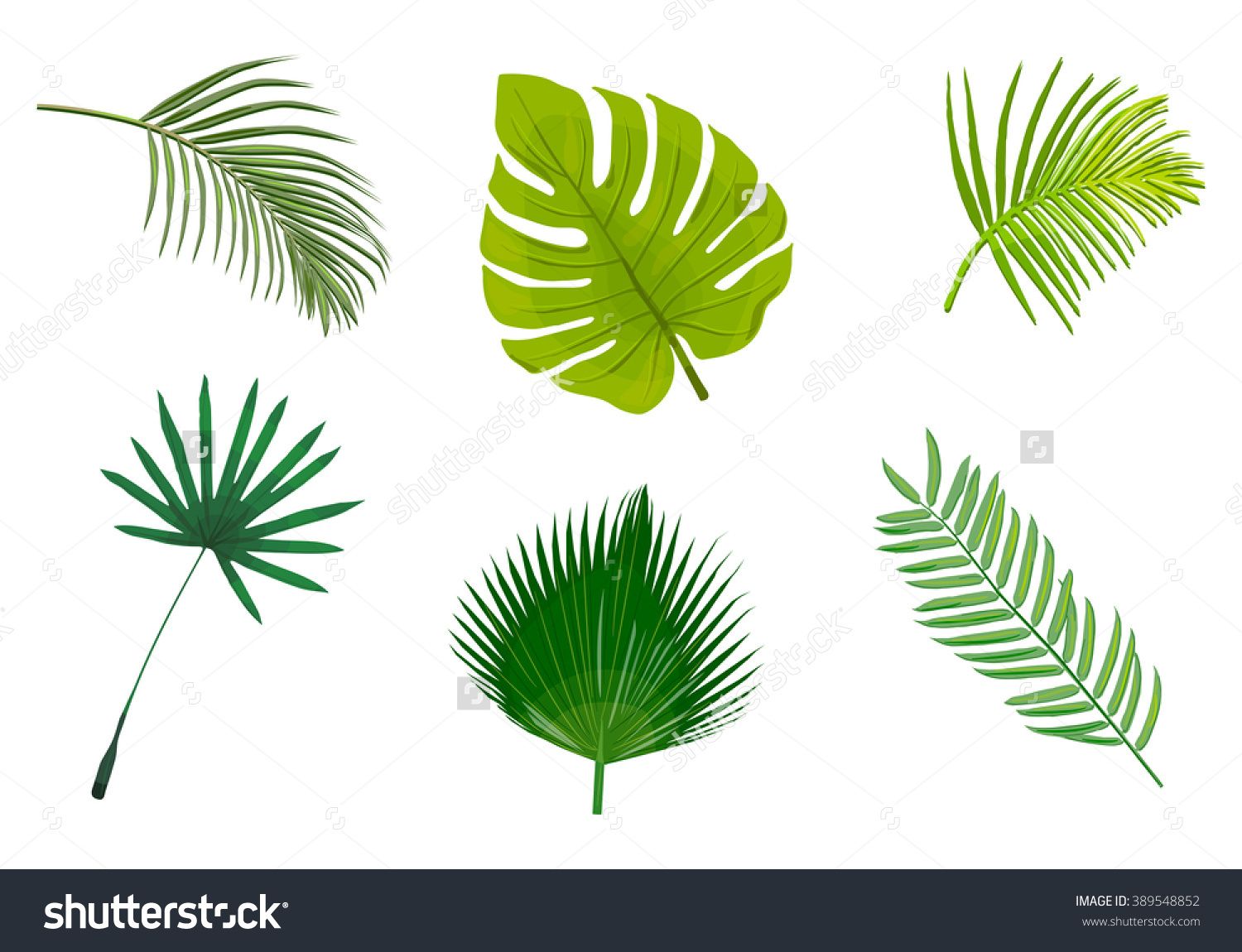 1500x1150 Palm Leaves Isolated, Tree, Decoration, Foliage, Palmetto, Natural