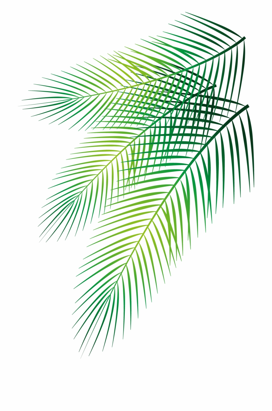 920x1392 Palms Vector Manuscript