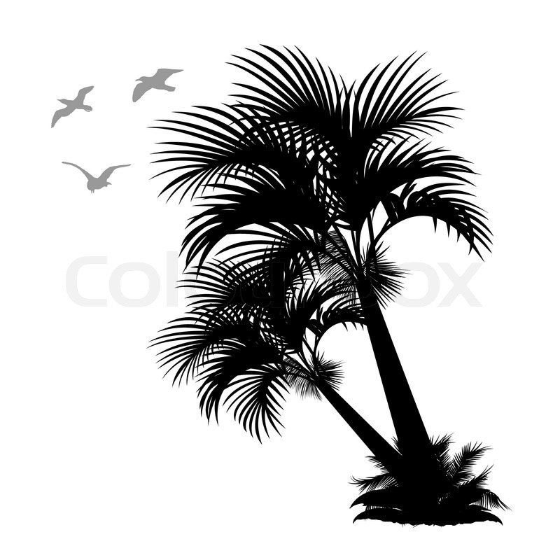 800x800 Palms And Seagulls