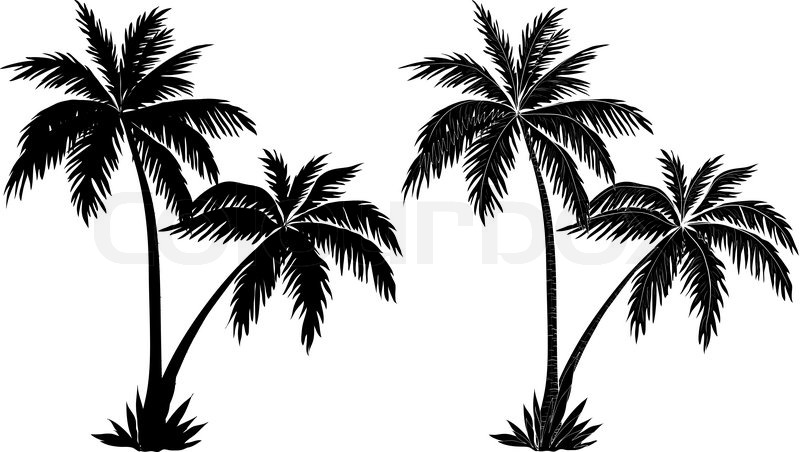 800x452 Collection Of 'palm Tree Vector Silhouette' Download More Than