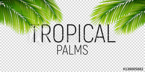 500x250 Tropical Palms Vector Trendy Palm Leaves