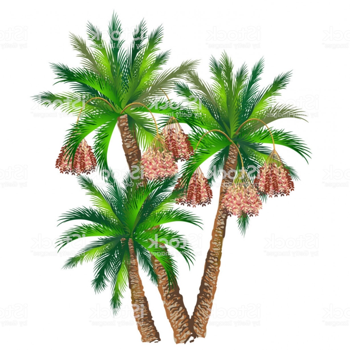 1228x1228 Date Palms Vector Illustration Gm Soidergi