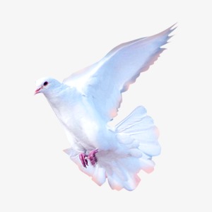 Paloma Blanca Paloma Vector Negocios Bla 300x300 Paloma Blanca Paloma Vector Negocios Bla