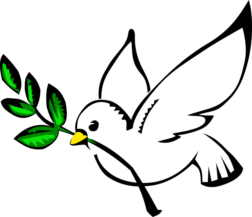 Paloma Vector Png Png Image 837x720 Paloma Vector Png Png Image