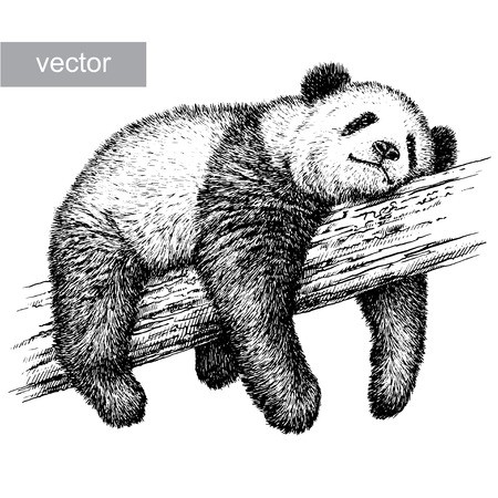 Engrave Isolated Panda Bear Vector Illustration Sketch Linear Art 450x450 Engrave Isolated Panda Bear Vector Illustration Sketch Linear Art