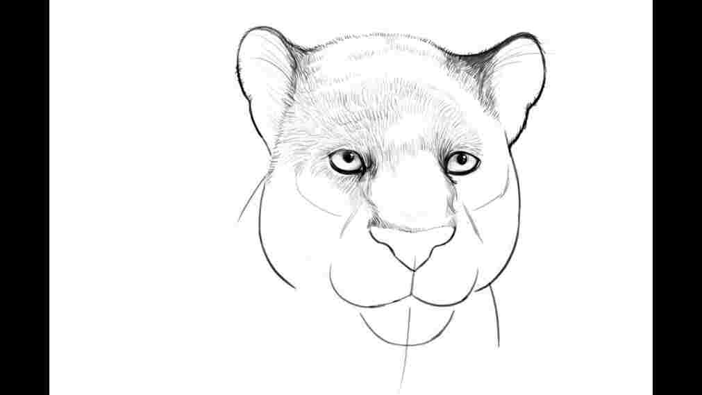 Image Result For Image Result For Lion Tattoo Png Hd Image Result For Image Result For Lion Tattoo Png Hd