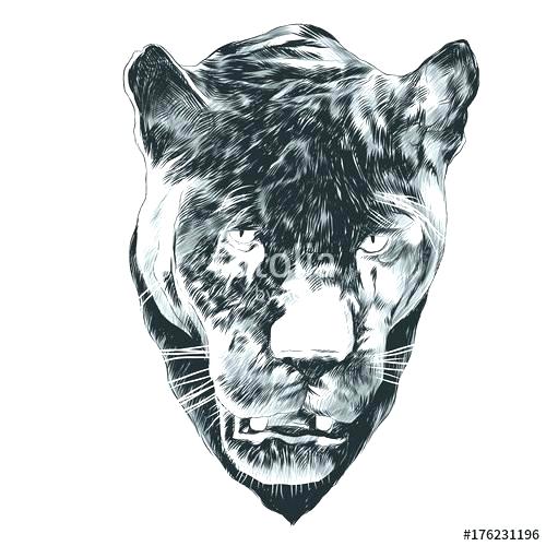 How To Draw A Panther Head 500x500 How To Draw A Panther Head