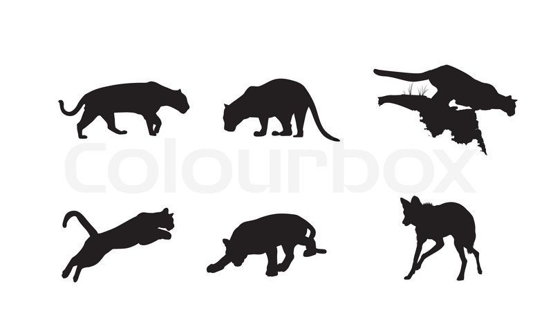 800x482 Black Silhouettes Of Panther, Lynx And Stock Vector Colourbox