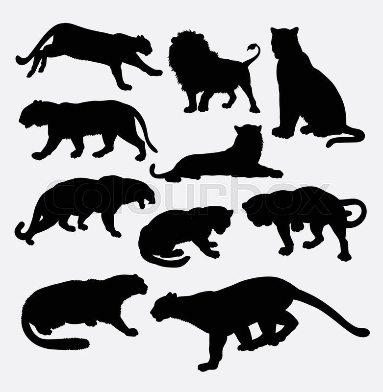 781x800 Cheetah, Panther, Leopard, Lion And Stock Vector Colourbox