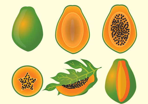 632x443 Papaya Fruit Vectro Free Vector Download Cannypic