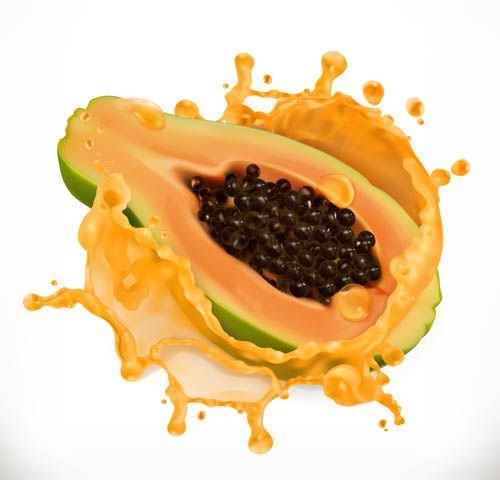 500x480 Papaya Vector Image