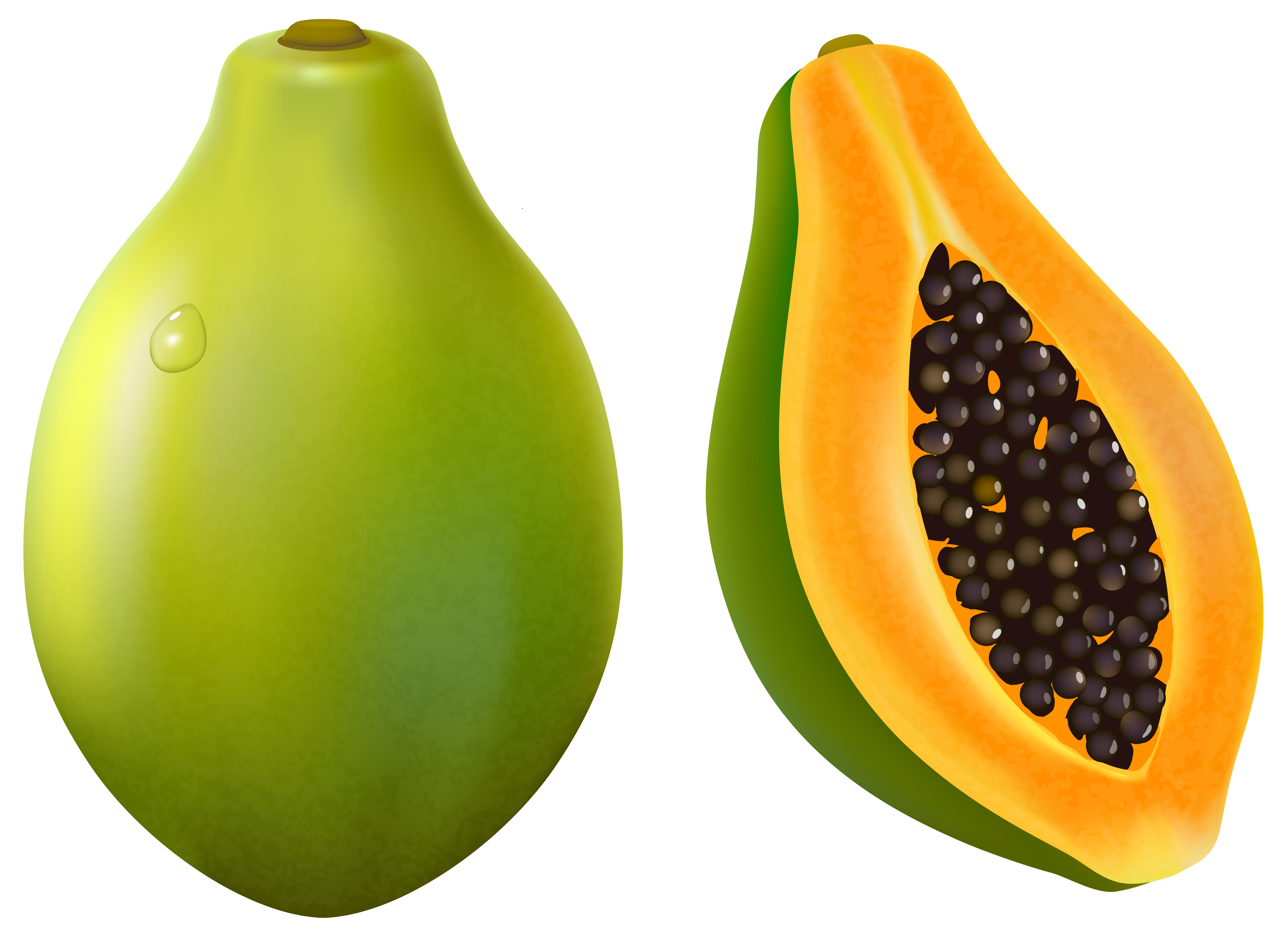 papaya illustration free download