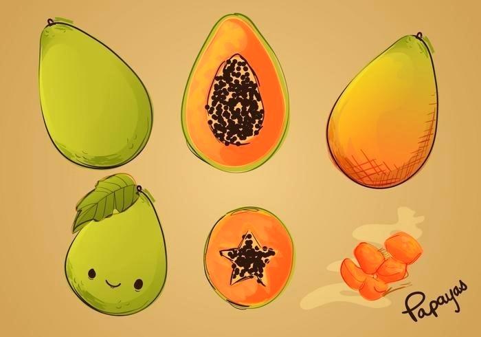700x490 Papaya Drawing