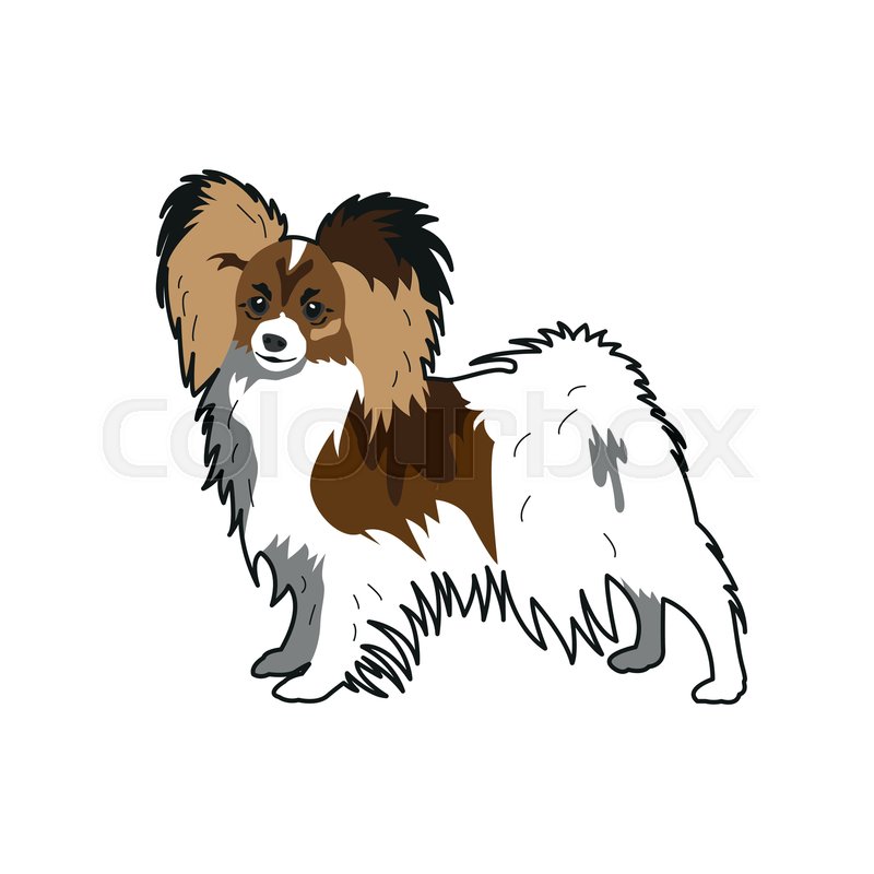 800x800 Papillon The Dog Simple Vector Stock Vector Colourbox
