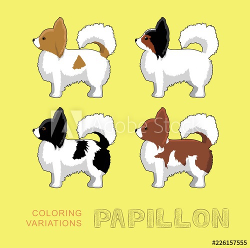 500x496 Dog Papillon Coloring Variations Vector Illustration