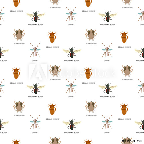 500x500 Human Skin Parasites Vector Housing Pests Insects Disease
