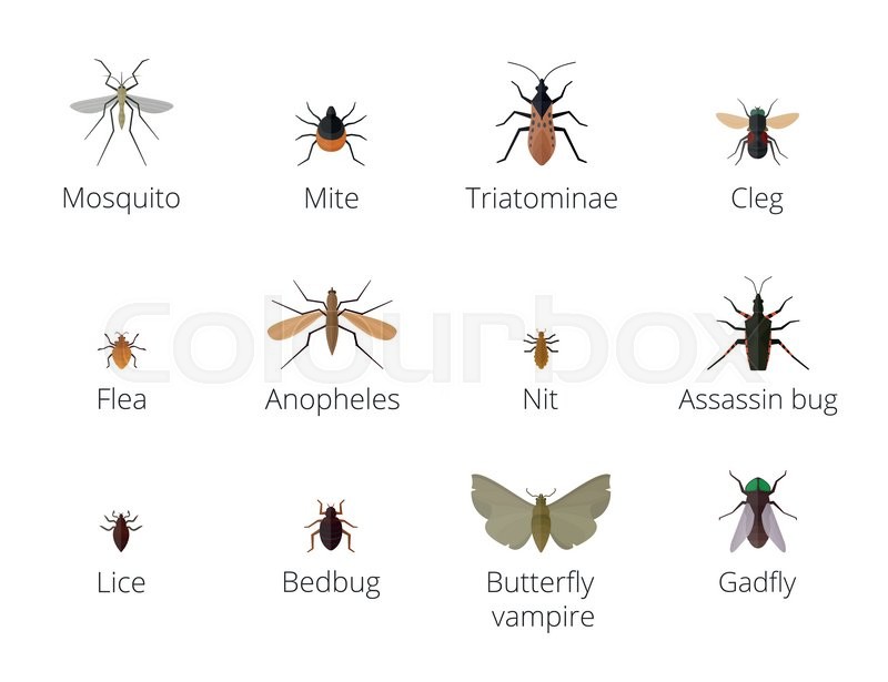 800x615 Insect Parasites Vector Bug Insect Stock Vector Colourbox