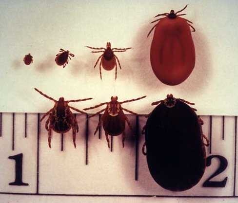 488x417 Intestinal Parasitesvector Bornring Worm