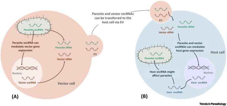 766x359 Noncoding Rnas In Interactions