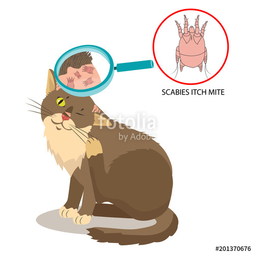 500x500 Parasite Of The Skin Cat Parasites Vector Itch Mite Sarcoptes
