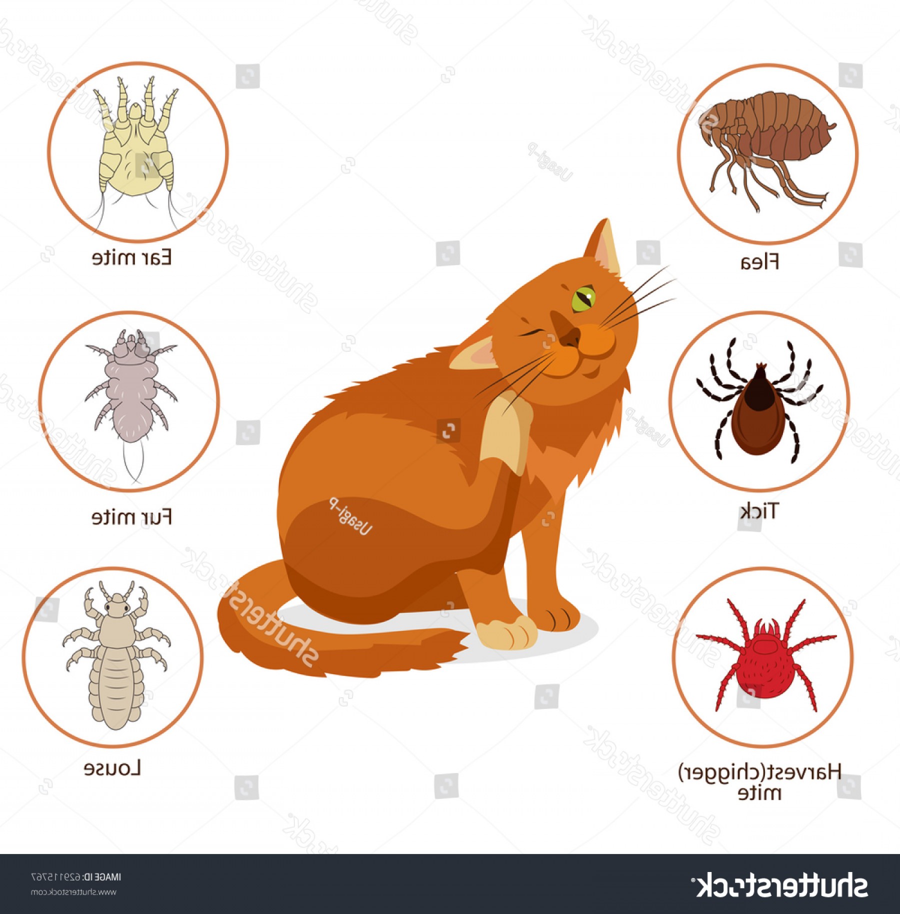 1800x1828 Cat Parasites Pet Skin Fur Vector Createmepink