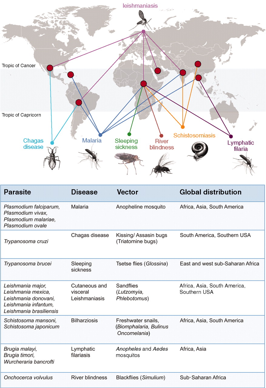 877x1280 Controlling And Coordinating Development In Vector Transmitted