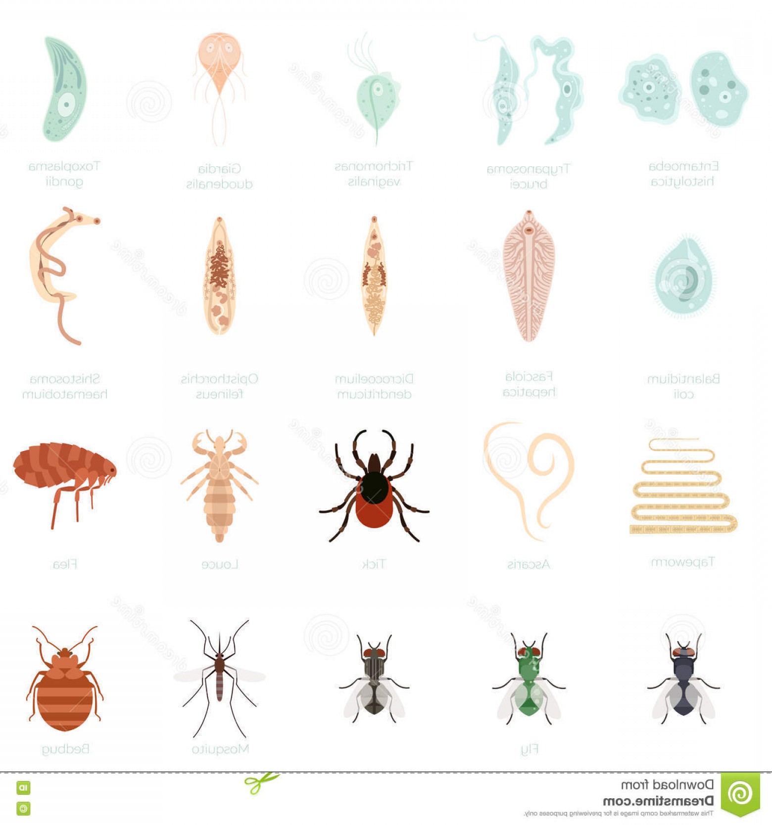 1560x1668 Giardia Organism Vector Catchsplace