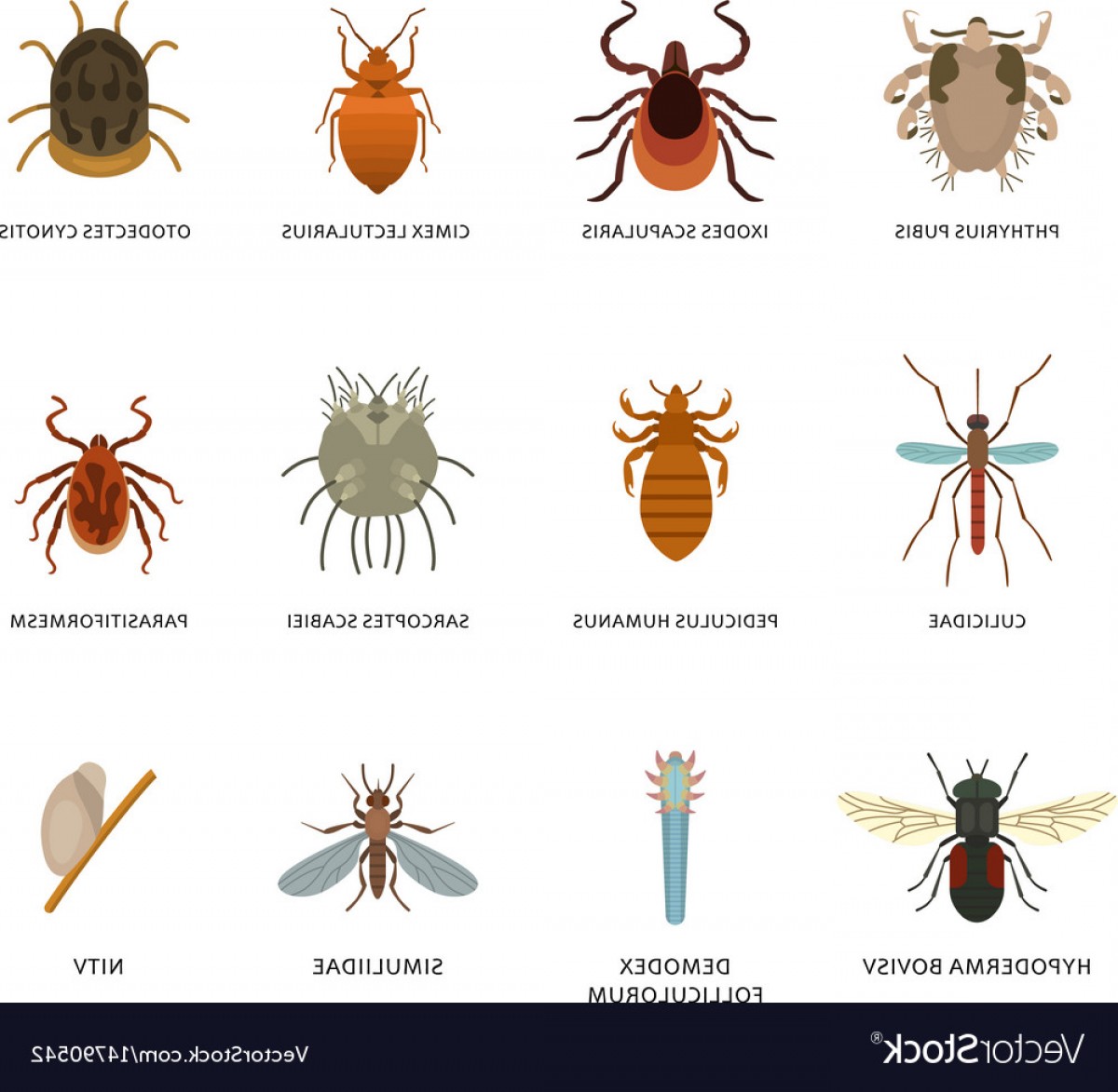 Parasites And Vector at Vectorified.com | Collection of Parasites And ...