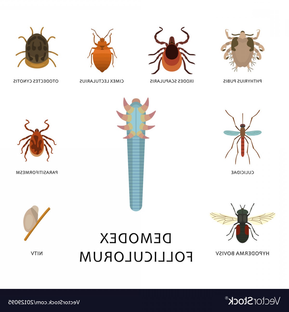 1200x1296 Human Skin Parasites Housing Pests Insects Vector Createmepink