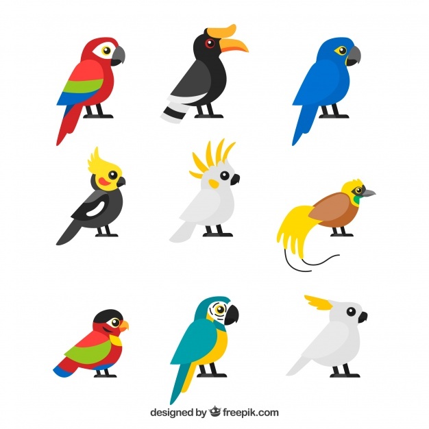 626x626 Parrot Vectors, Photos And Free Download