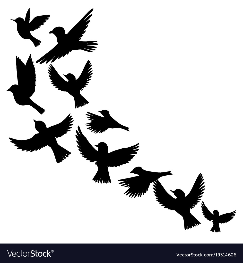 1000x1080 Huge Collection Of 'flying Parrot Silhouette' Download More Than